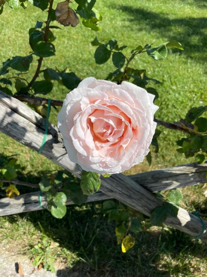 Campiglia dʼOrcia Agriturismo La Paciarellaヴィラ エクステリア 写真